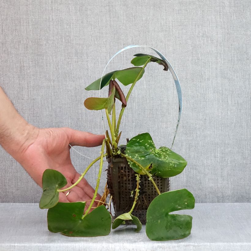 Spécimen de Nymphaea Marliacea Carnea - Nénuphar rustique Pot de 1L/1,5L tel que livré en été