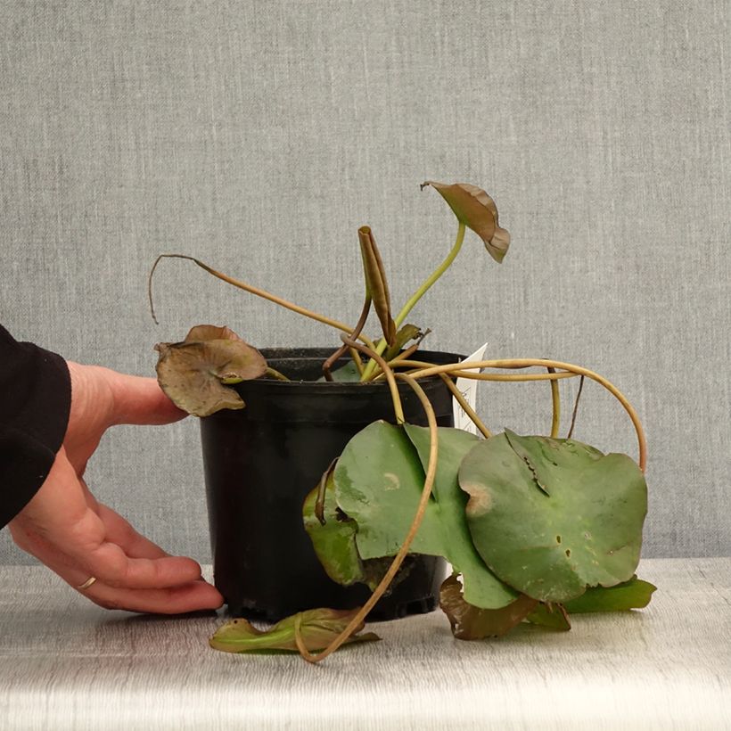 Spécimen de Nymphaea Marliacea Ignea - Nénuphar rustique rouge carmin Pot de 1,5L/2L tel que livré au printemps