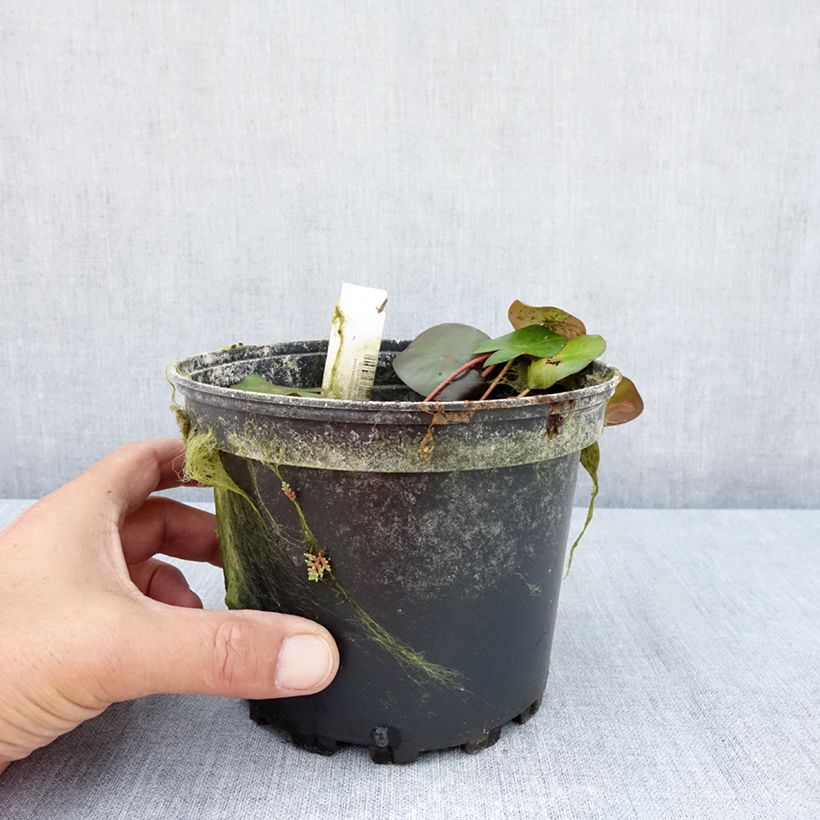 Spécimen de Nymphaea Marliacea Ignea - Nénuphar rustique rouge carmin Pot de 1,5L/2L tel que livré en été