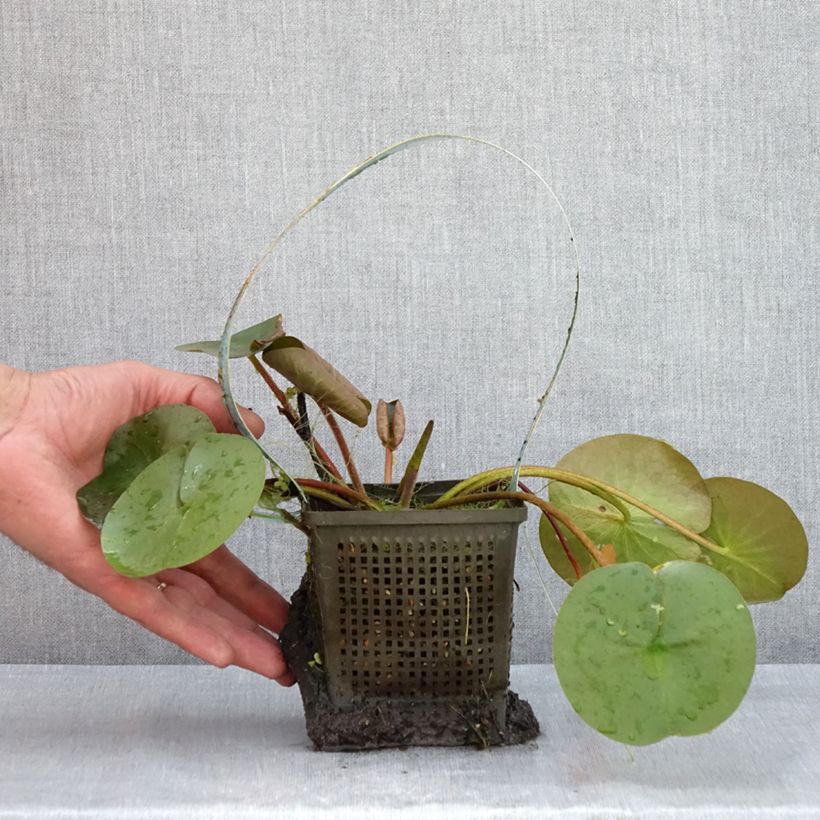 Spécimen de Nymphaea Marliacea Rubra Punctata - Nénuphar rustique rouge Pot de 1L/1,5L tel que livré en été