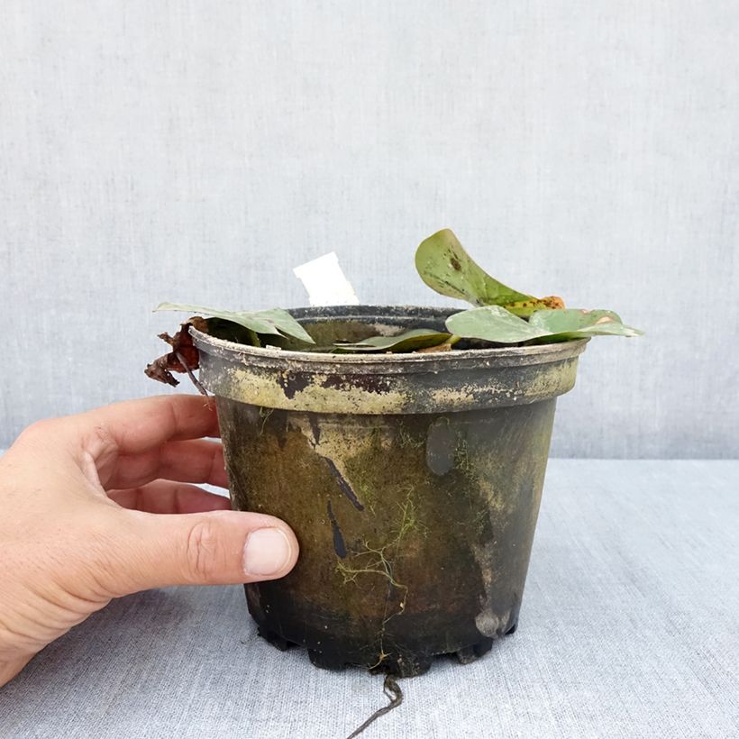 Spécimen de Nymphaea Moorei - Nénuphar rustique jaune pâle Pot de 1,5L/2L tel que livré en été