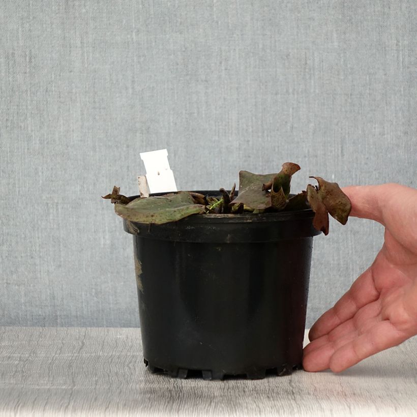 Spécimen de Nymphaea Moorei - Nénuphar rustique jaune pâle Pot de 1,5L/2L tel que livré au printemps