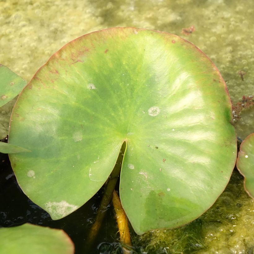 Nymphaea Newton - Nénuphar rustique rose (Feuillage)