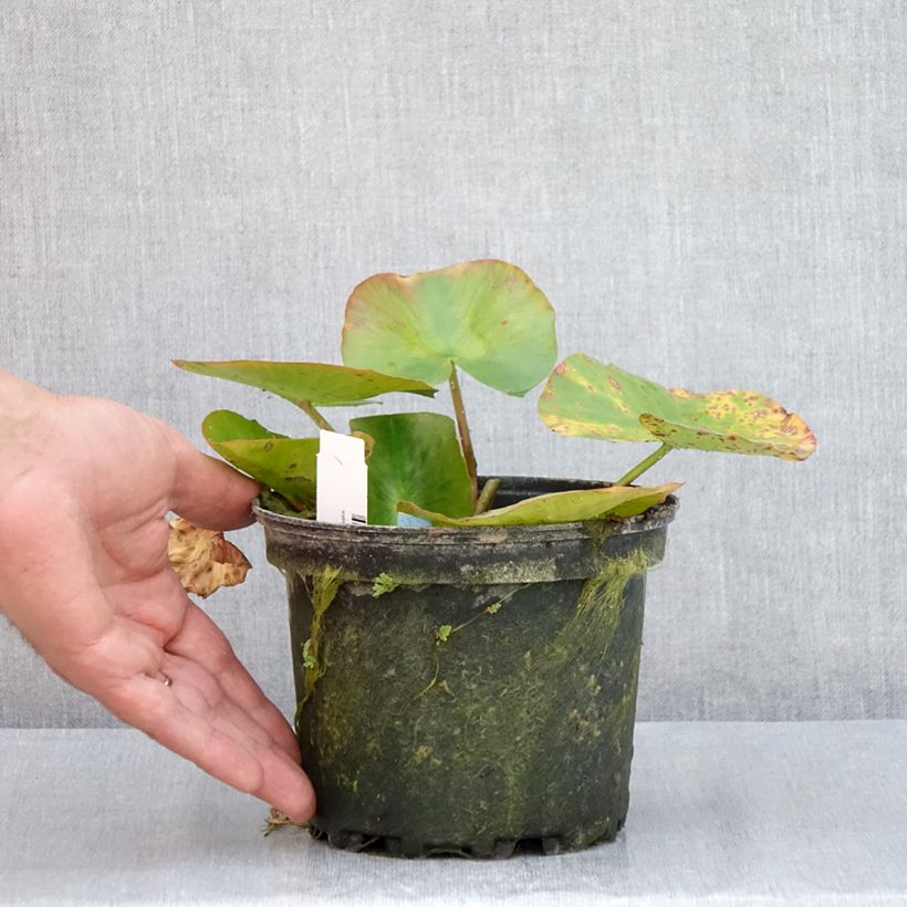 Spécimen de Nymphaea Newton - Nénuphar rustique rose Pot de 1,5L/2L tel que livré en été