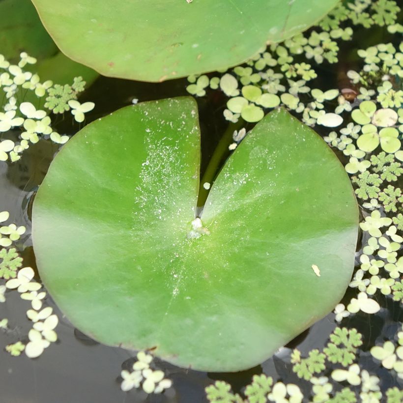 Nymphaea Odorata Alba - Nymphée odorante (Feuillage)