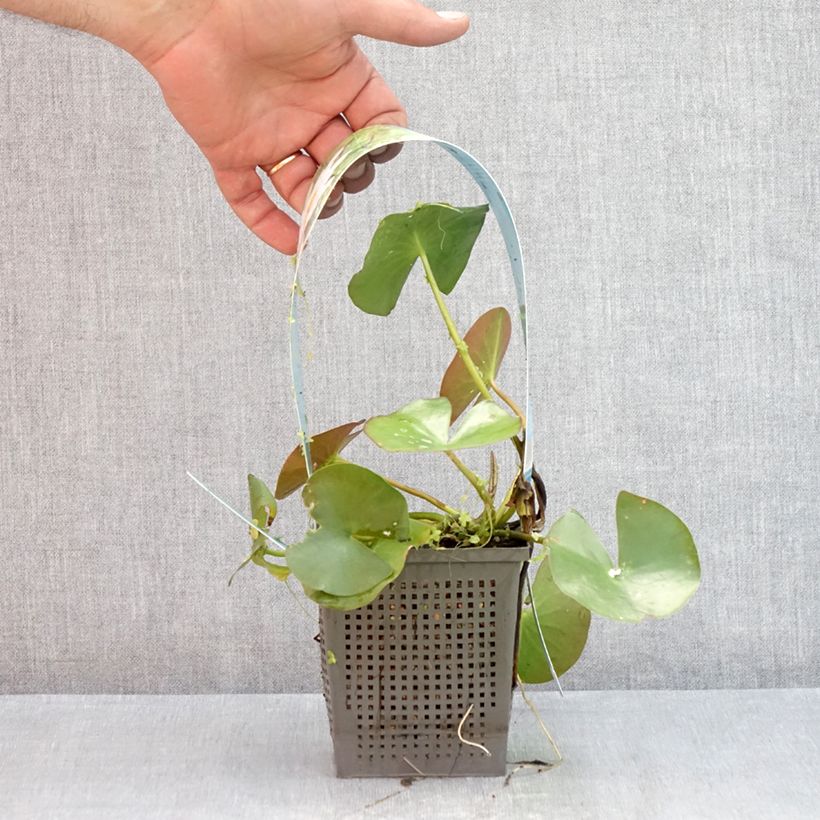 Spécimen de Nymphaea Odorata Alba - Nymphée odorante Pot de 1L/1,5L tel que livré en été