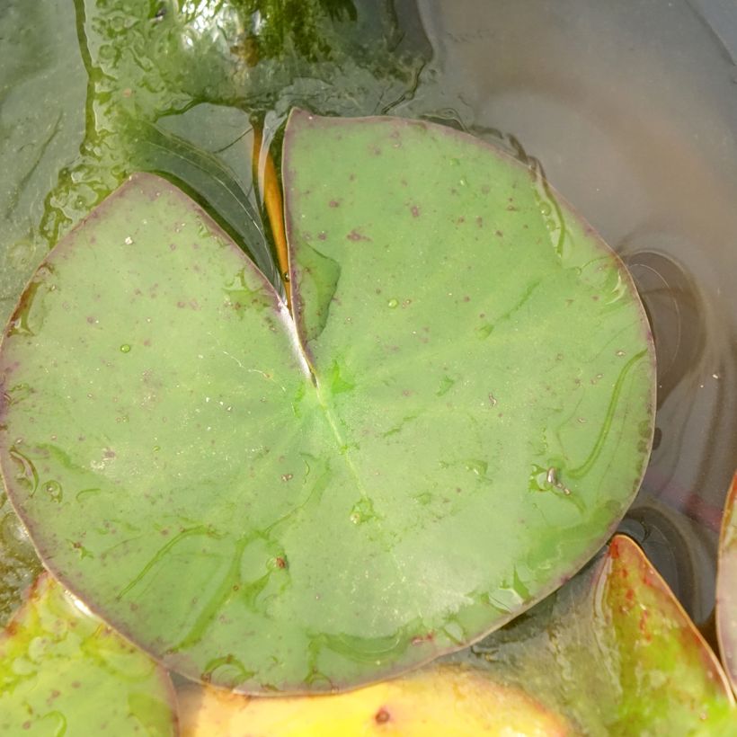 Nymphaea Odorata Suavissima - Nénuphar rustique rose (Feuillage)