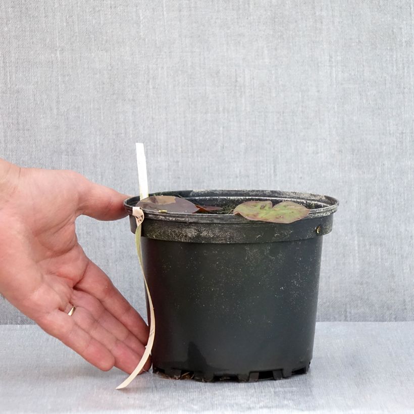 Spécimen de Nymphaea Odorata Suavissima - Nénuphar rustique rose Pot de 1,5L/2L tel que livré en été