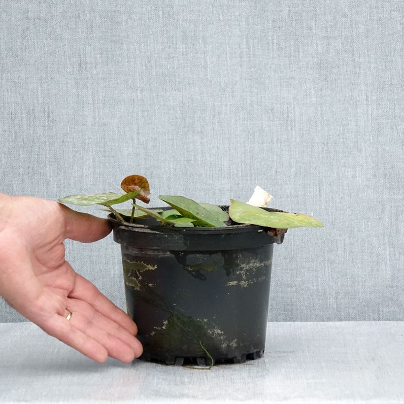 Spécimen de Nymphaea Odorata Sulphurea Grandiflora - Nénuphar rustique jaune Pot de 1,5L/2L tel que livré en été
