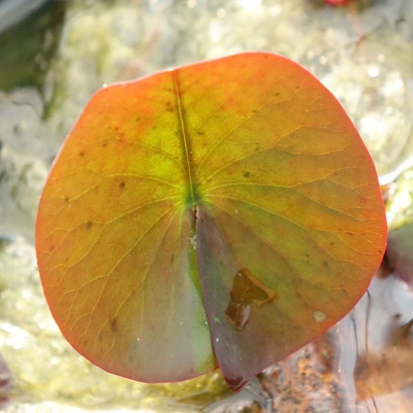 Nymphaea Perry's Red Glow - Nénuphar rustique rouge (Feuillage)