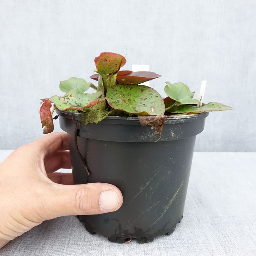 Spécimen de Nymphaea Perry's Red Glow - Nénuphar rustique rouge Pot de 1,5L/2L tel que livré en été