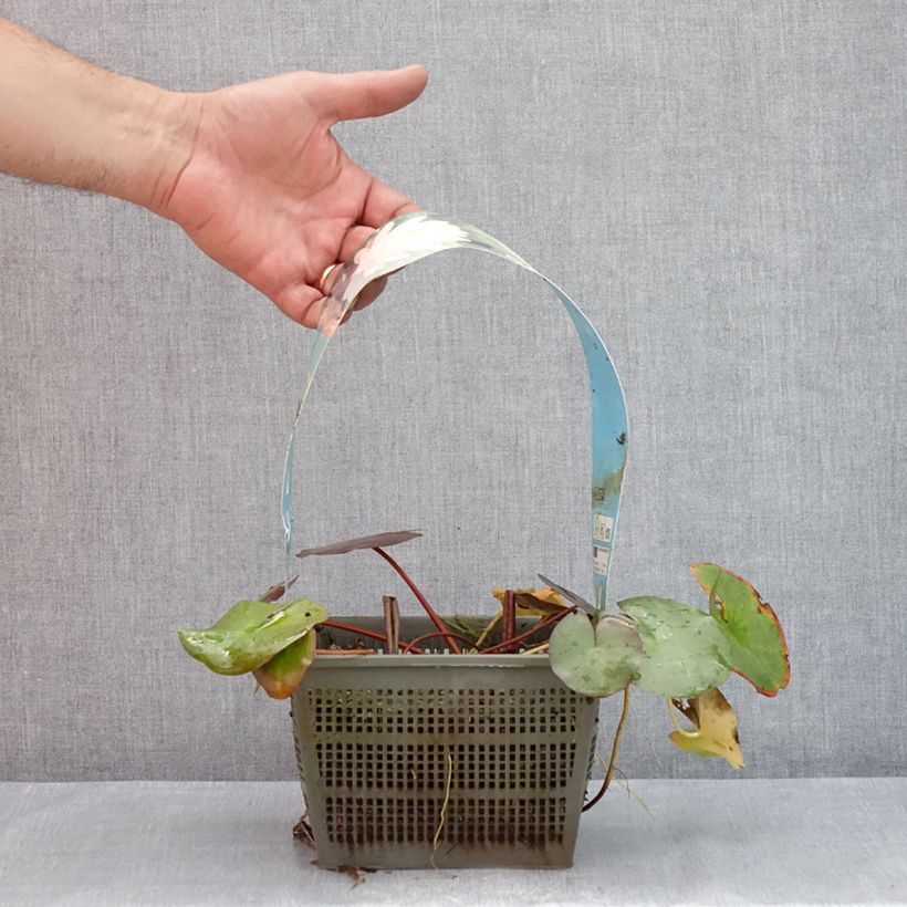 Spécimen de Nymphaea Peter Slocum - Nénuphar rustique rose parme Pot de 3L/4L tel que livré en été
