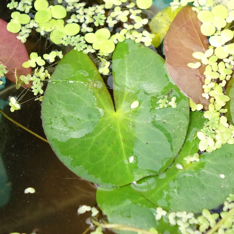 Nymphaea Pygmaea Alba - Nénuphar nain rustique (Feuillage)