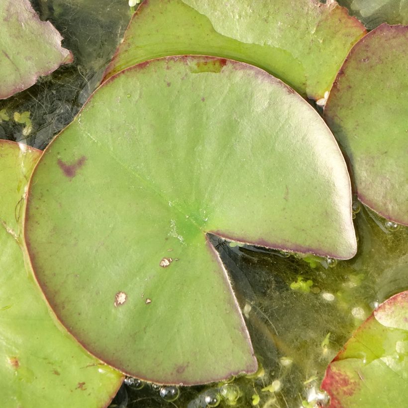 Nymphaea Ray Davies - Nénuphar rustique (Feuillage)
