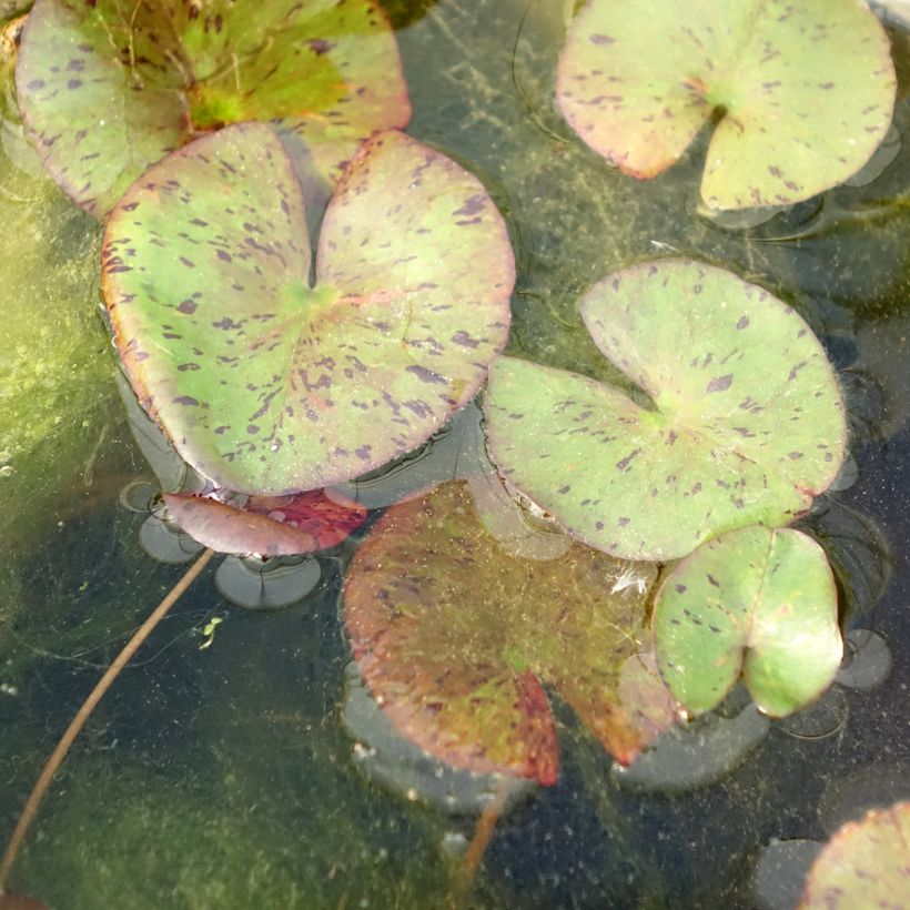 Nymphaea Red Spider - Nénuphar rustique rouge (Feuillage)