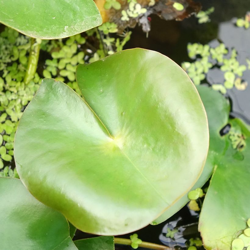 Nymphaea Rose Arey - Nénuphar rustique (Feuillage)