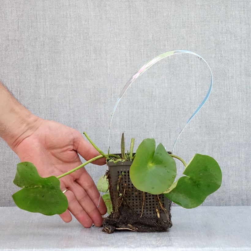 Spécimen de Nymphaea Rose Arey - Nénuphar rustique Pot de 1L/1,5L tel que livré en été