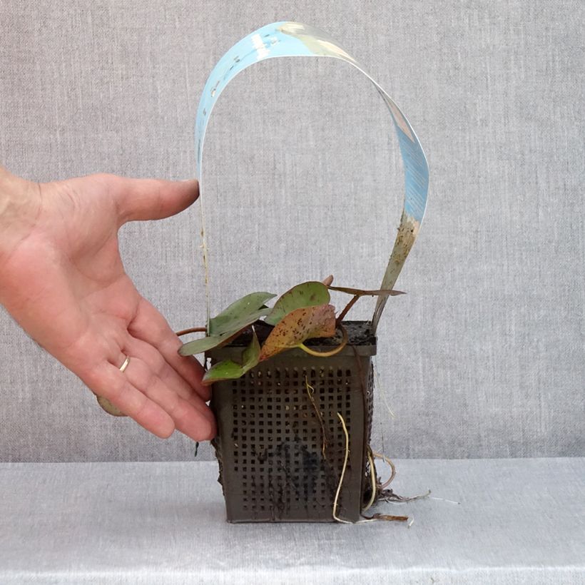Spécimen de Nymphaea Sioux - Nénuphar rustique Pot de 1L/1,5L tel que livré en été