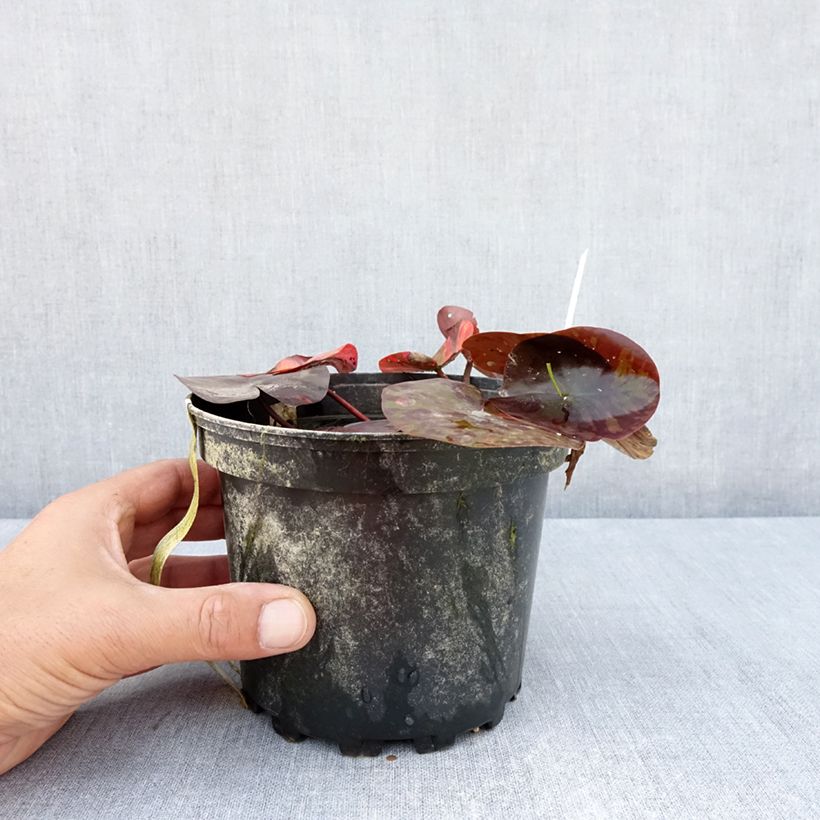 Spécimen de Nymphaea Starbright - Nénuphar rustique Pot de 1,5L/2L tel que livré en été
