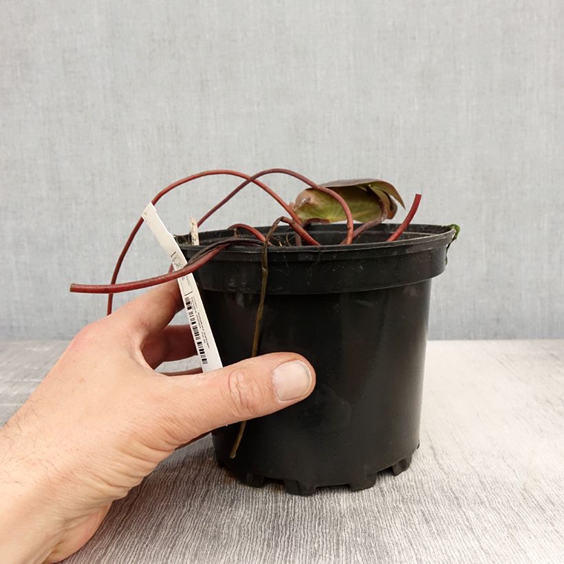 Spécimen de Nymphaea Starbright - Nénuphar rustique - Pot de 1,5L/2L tel que livré au printemps