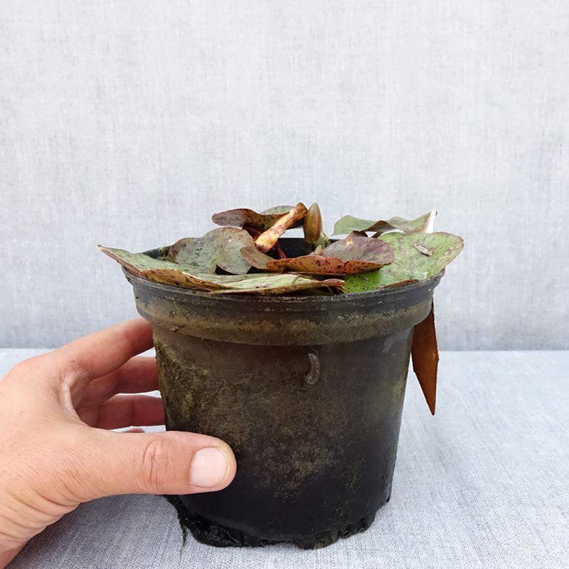 Spécimen de Nymphaea Texas Dawn - Nénuphar rustique Pot de 1,5L/2L tel que livré en été