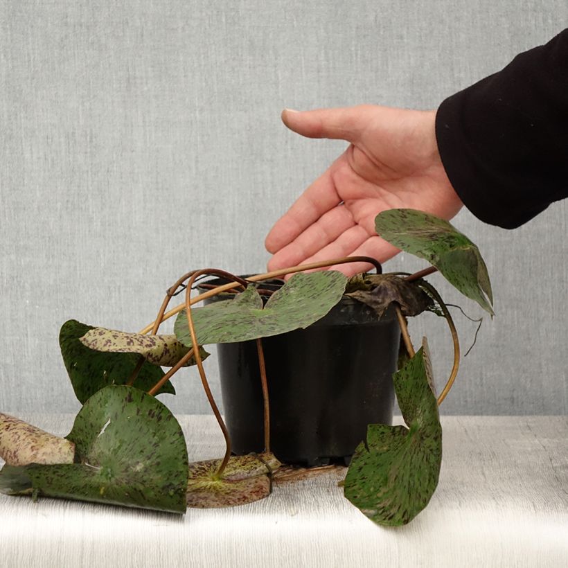 Spécimen de Nymphaea Texas Dawn - Nénuphar rustique - Pot de 1,5L/2L tel que livré au printemps