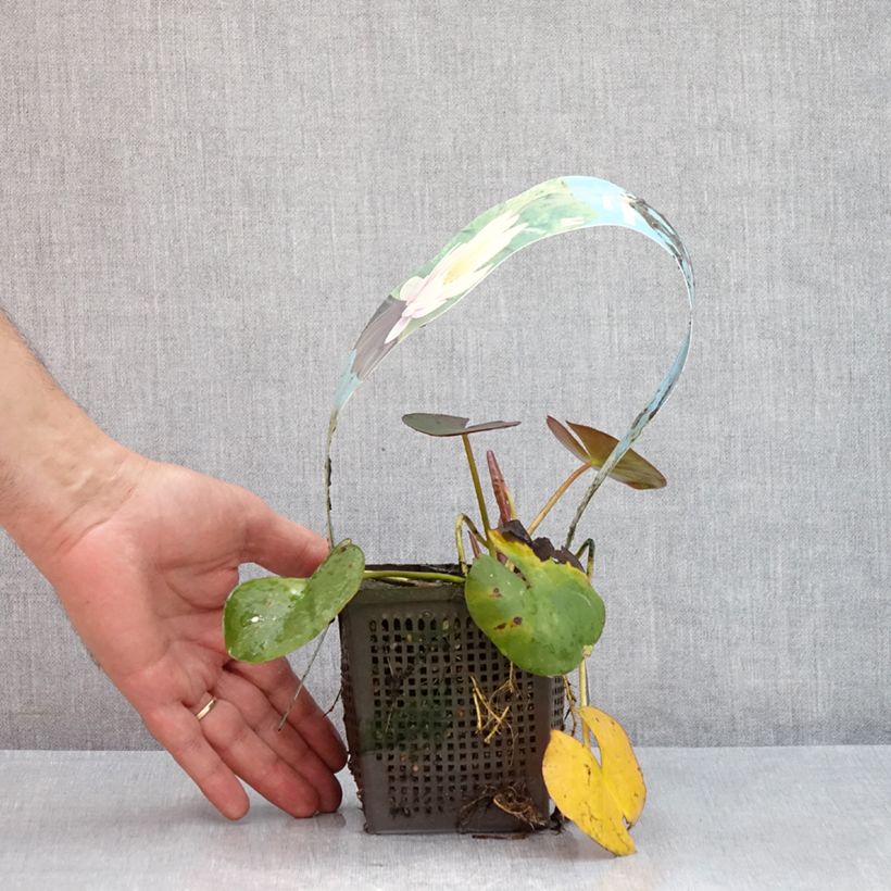 Spécimen de Nymphaea Venusta - Nénuphar rustique Pot de 1L/1,5L tel que livré en été