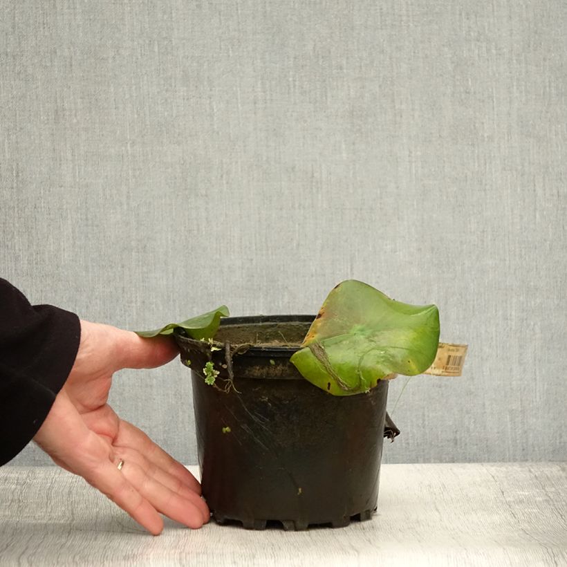Spécimen de Nymphaea Virginalis - Nénuphar rustique Pot de 1,5L/2L tel que livré en automne