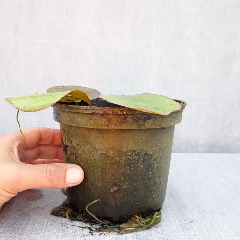 Spécimen de Nymphaea Virginalis - Nénuphar rustique Pot de 1,5L/2L tel que livré en été