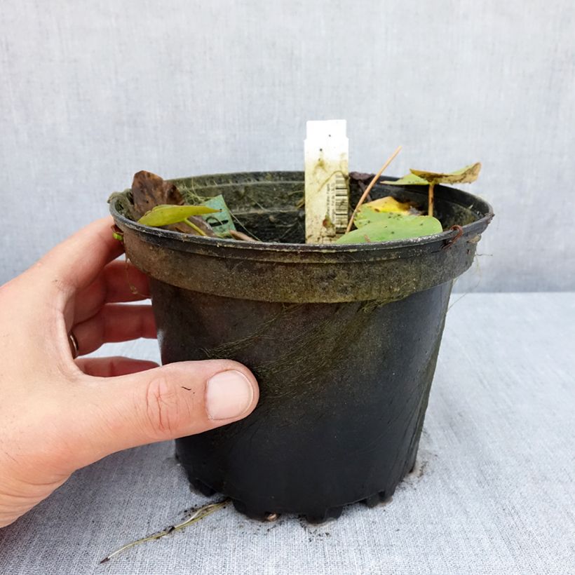 Spécimen de Nymphaea Walter Pagels - Nénuphar nain rustique Pot de 1,5L/2L tel que livré en été