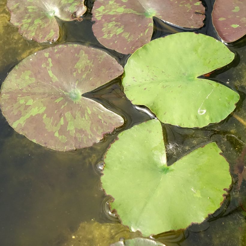Nymphaea Wanvisa - Nénuphar rustique (Feuillage)