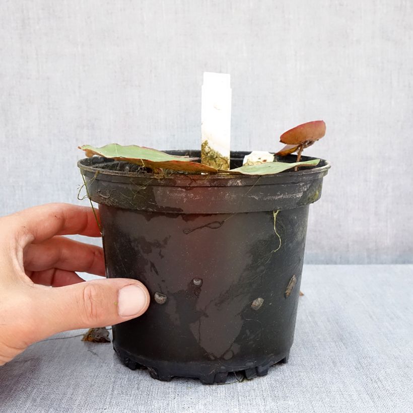 Spécimen de Nymphaea White 1000 Petals - Nénuphar rustique blanc Pot de 1,5L/2L tel que livré en été