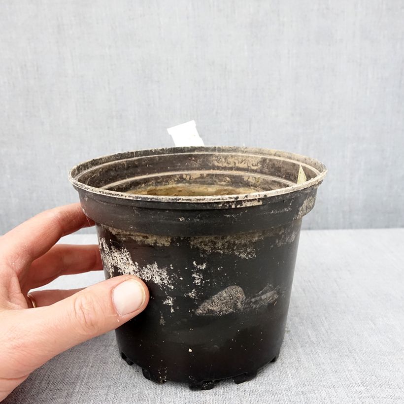 Spécimen de Nymphaea White Sultan - Nénuphar rustique blanc Pot de 1,5L/2L tel que livré en hiver