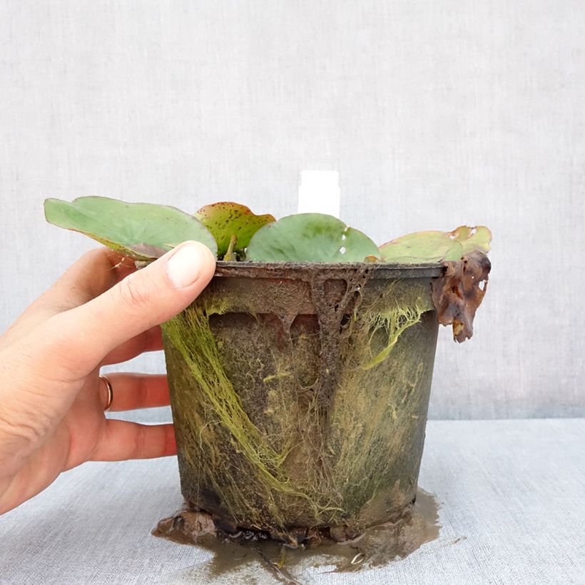 Spécimen de Nymphaea Yellow Enigma - Nénuphar rustique jaune Pot de 1,5L/2L tel que livré en été