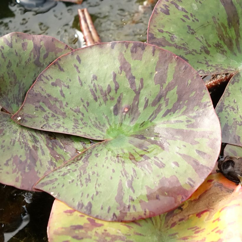 Nymphaea Yellow Queen - Nénuphar rustique jaune (Feuillage)