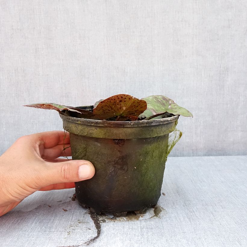 Spécimen de Nymphaea Yellow Queen - Nénuphar rustique jaune Pot de 1,5L/2L tel que livré en été