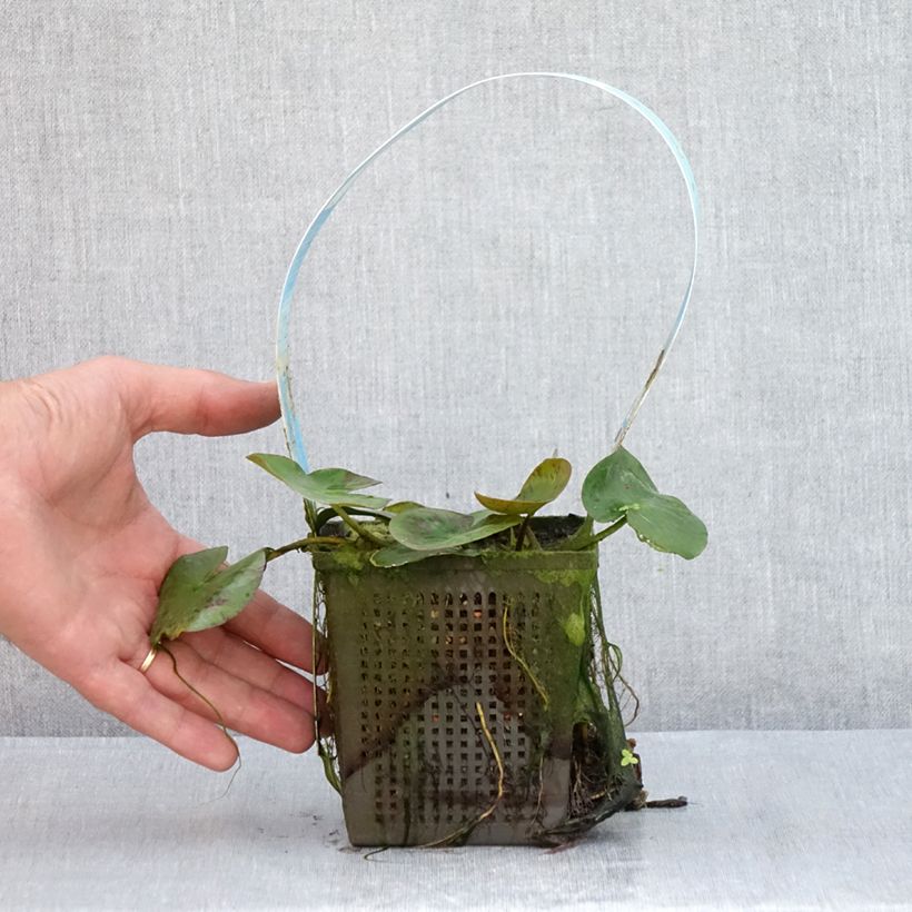 Spécimen de Nymphaea Yellow Sensation - Nénuphar rustique jaune Pot de 1L/1,5L tel que livré en été