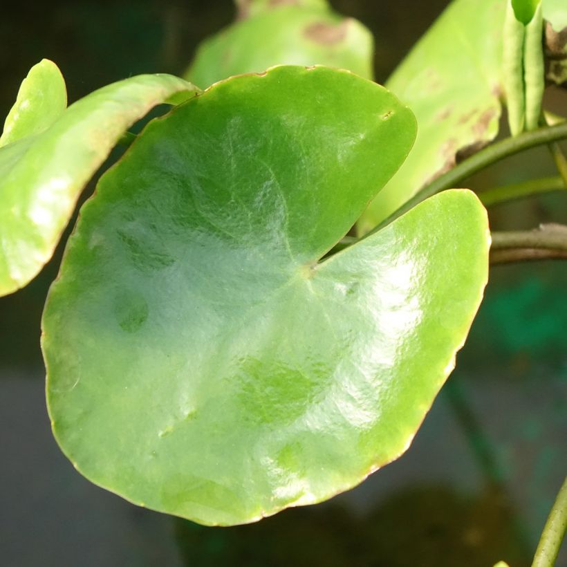Nymphoides peltata - Limnanthème faux-nénuphar (Feuillage)