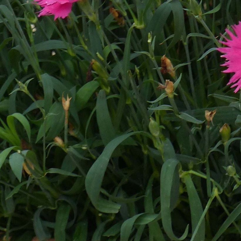 Oeillet annuel - Dianthus Suntory Pink (Mini-mottes) (Feuillage)