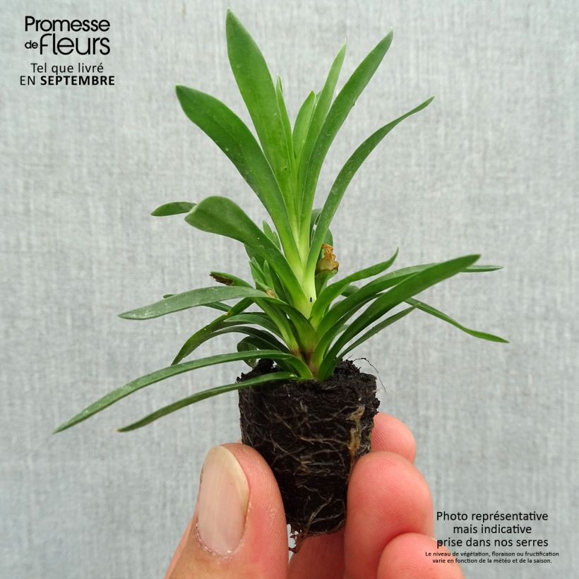 Spécimen de Oeillet double vivace Sunflor Sinclair - Dianthus hybride Mini-motte Ø 1,5/2,5 cm tel que livré en automne