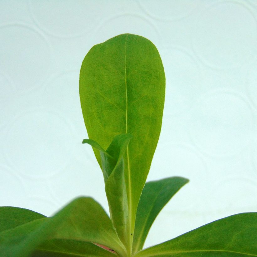 Oeillet des poètes simple Précurseur à couper Mini-motte - Dianthus barbatus (Feuillage)