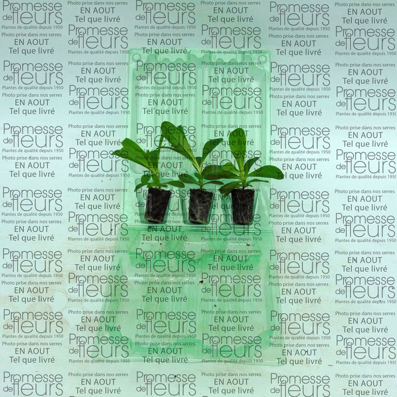 Exemple de spécimen de Oeillet des poètes simple Précurseur à couper Mini-motte - Dianthus barbatus tel que livré