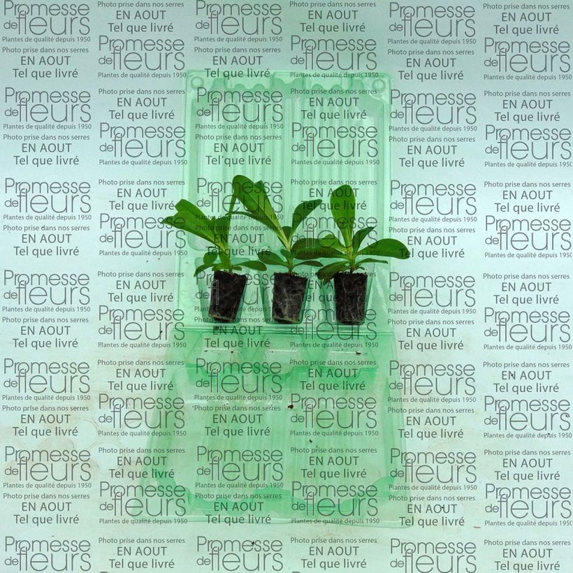 Exemple de spécimen de Oeillet des poètes simple Précurseur à couper - Dianthus barbatus Mini-motte Ø 3/4 cm, Plant vert de 3 cm de haut environ tel que livré
