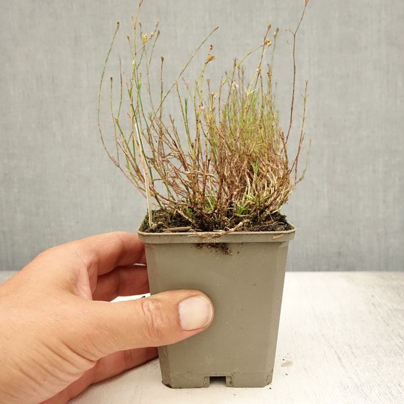 Spécimen de Oeillet des rochers - Petrorhagia saxifraga Godet de 8/9 cm tel que livré en été