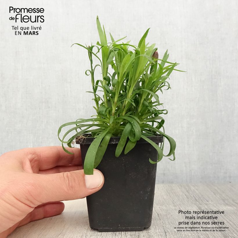 Spécimen de Oeillet double vivace Sunflor Beetle - Dianthus hybride - Mini-motte  - Godet de 8/9 cm tel que livré au printemps