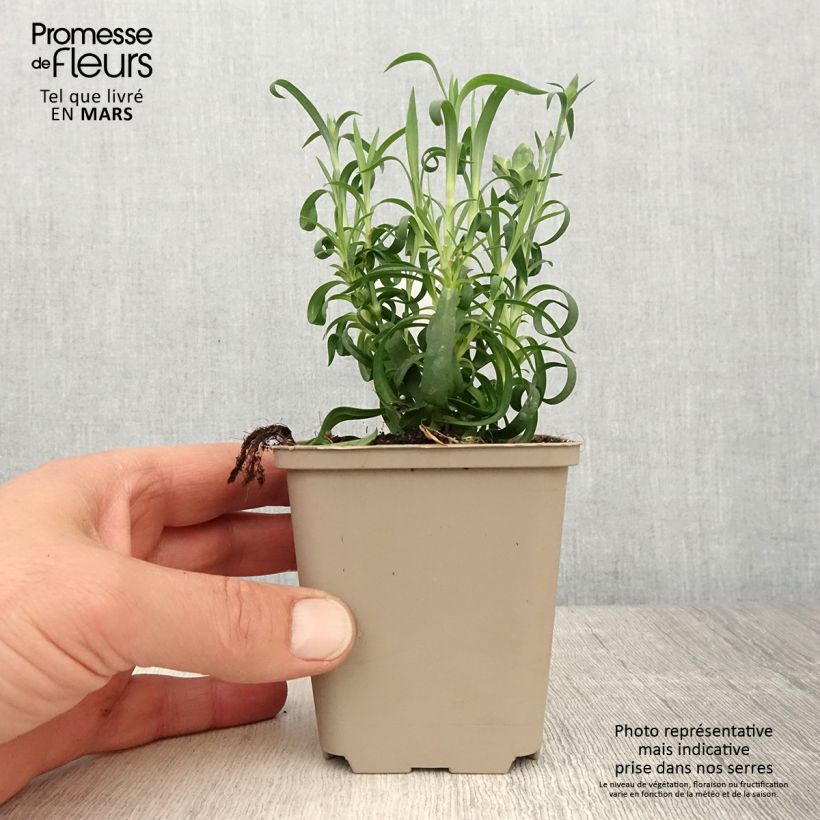 Spécimen de Oeillet double vivace Sunflor Evert - Dianthus hybride - Godet de 8/9 cm tel que livré au printemps