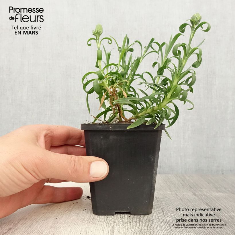 Spécimen de Oeillet double vivace Sunflor Megan - Dianthus hybride - Godet de 8/9 cm tel que livré au printemps