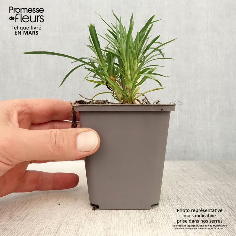 Spécimen de Oeillet double vivace Sunflor Red Esta - Dianthus hybride - Godet de 8/9 cm tel que livré au printemps