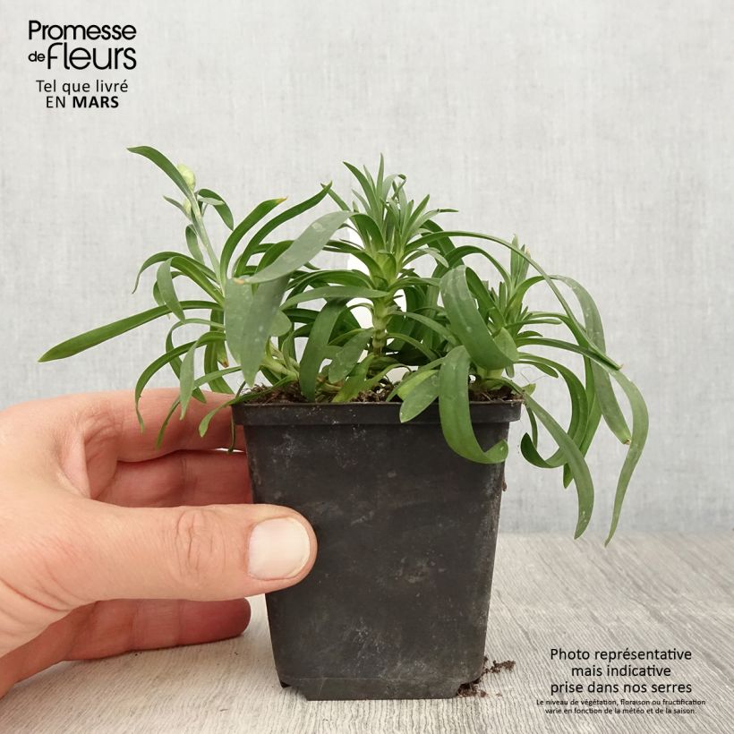 Spécimen de Oeillet double vivace Sunflor Sinclair - Dianthus hybride - Godet de 8/9 cm tel que livré au printemps