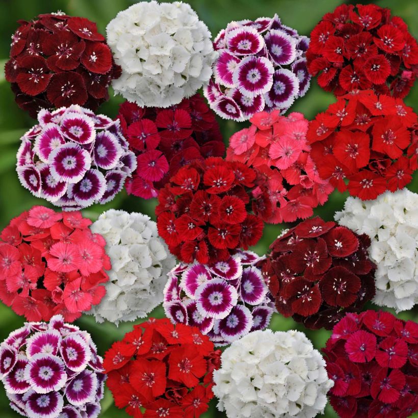 Oeillet de poète Gigas Mix - Dianthus barbatus (Floraison)